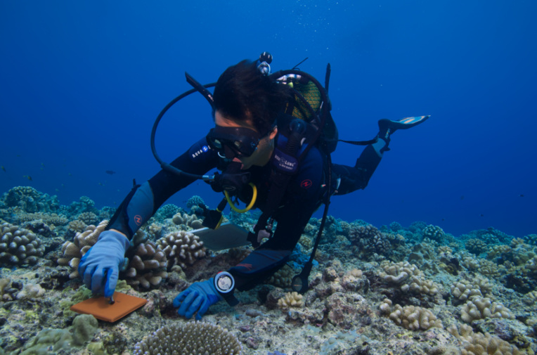 50 ans du Criobe, pionnier de la recherche sur les récifs coralliens 50 ans du Criobe, pionnier de la recherche sur les récifs coralliens
