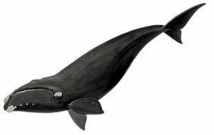 Canada: une baleine noire du Pacifique Nord vue pour la 1ère fois en 60 ans
