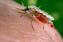 Dengue : 139 cas confirmés en Polynésie