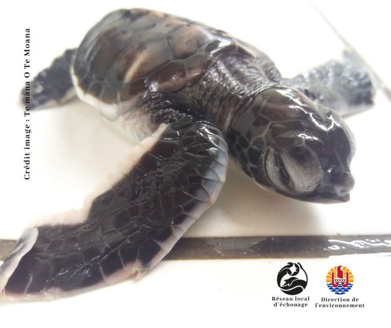 Un nid de 25 tortues découvert à Faaone Un nid de 25 tortues découvert à Faaone