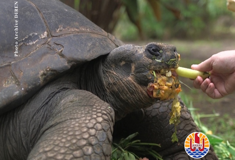 L’état de santé de la tortue Te ara u'i préoccupant L’état de santé de la tortue Te ara u'i préoccupant