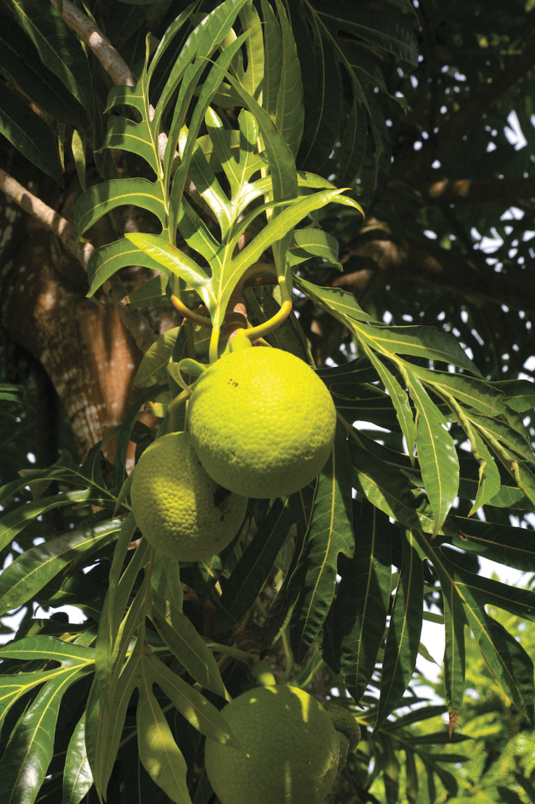 Joseph Banks, l’homme qui misa sur le uru Joseph Banks, l’homme qui misa sur le uru