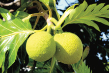 Joseph Banks, l’homme qui misa sur le uru Joseph Banks, l’homme qui misa sur le uru