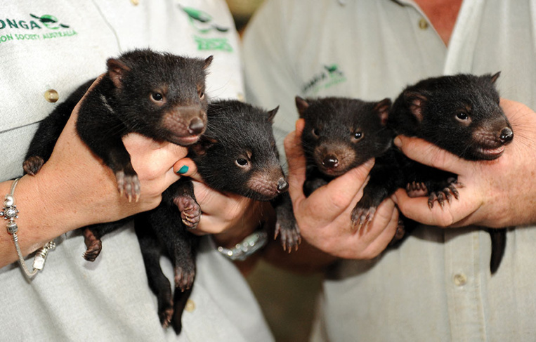 Australie continentale: des diables de Tasmanie nés dans la nature, 3.000 ans après leur disparition Australie continentale: des diables de Tasmanie nés dans la nature, 3.000 ans après leur disparition