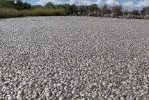 Mexique: 500 tonnes de poisson morts dans un barrage pollué