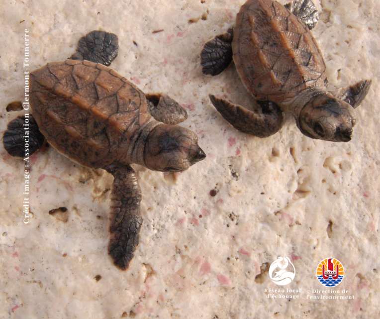 En savoir plus sur les tortues En savoir plus sur les tortues