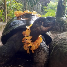 En savoir plus sur les tortues En savoir plus sur les tortues