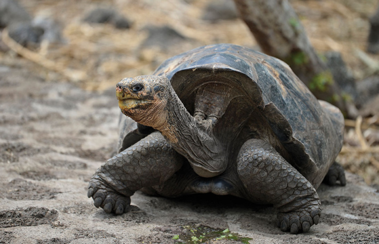 La tortue géante découverte aux Galapagos appartient bien à une espèce déclarée éteinte La tortue géante découverte aux Galapagos appartient bien à une espèce déclarée éteinte