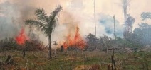 En Indonésie, la forêt vierge part en fumée