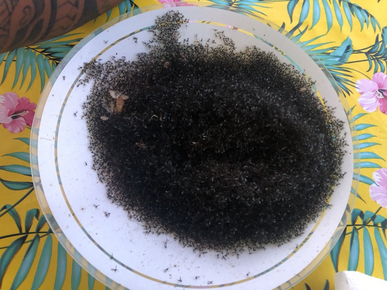 Les moucherons envahissent les Gambier, la population demande de l'aide Les moucherons envahissent les Gambier, la population demande de l'aide