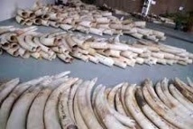 Près de 3,3 tonnes d'ivoire saisies au port kényan de Mombasa