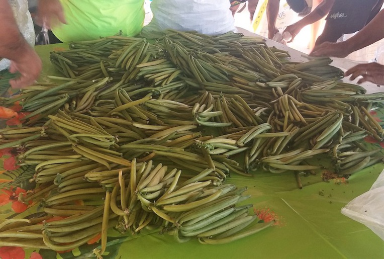 Pendant la tournée, comme ici à Patio, la vanille est coupée, pesée puis vendue. Pendant la tournée, comme ici à Patio, la vanille est coupée, pesée puis vendue.