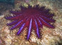 Grande Barrière de corail: une étoile de mer invasive dans le collimateur