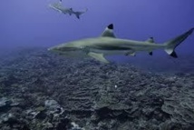 Réunion: le tribunal administratif demande un renforcement des moyens contre les attaques de requin