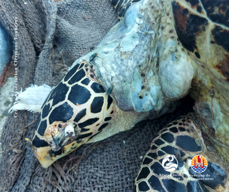 Macabre découverte à Reao Macabre découverte à Reao