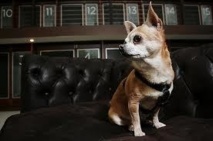 Vienne: l'hôtel de luxe Sacher propose des chambres ... pour les chiens