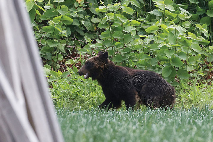 Un ours abattu après s'être déchaîné dans une ville japonaise