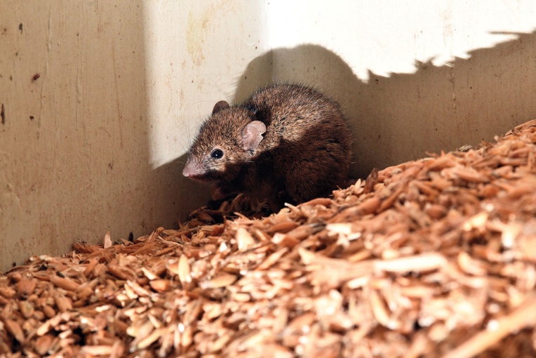 Australie: des détenus évacués en raison d'une invasion de souris