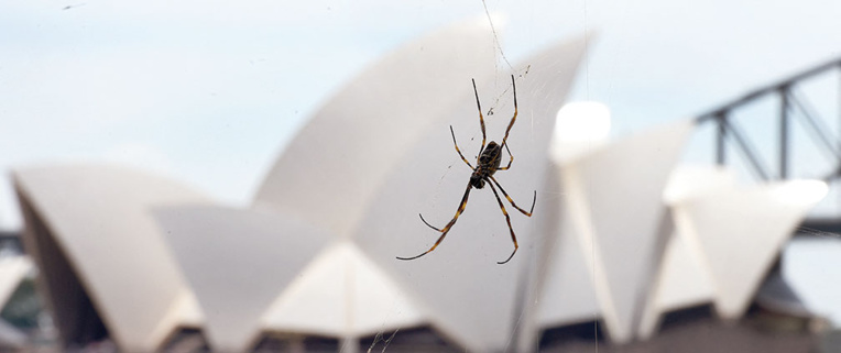 Des toiles d'araignées recouvrent une région australienne