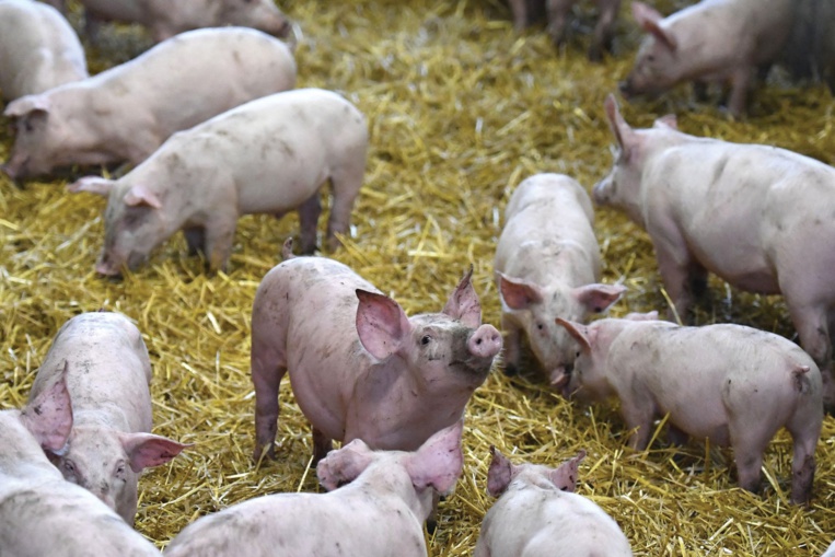 Les requérants souhaitaient suspendre un arrêté autorisant l'installation d'une porcherie industrielle à Taravao © AFP Les requérants souhaitaient suspendre un arrêté autorisant l'installation d'une porcherie industrielle à Taravao © AFP