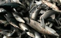 Indonésie, Inde et Espagne en tête des plus gros pêcheurs de requins