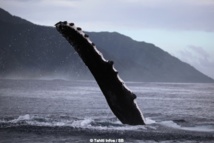 Biodiversité locale : Les baleines...et les orques sont arrivés !