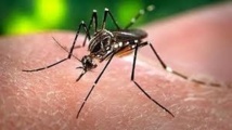 Virus de la dengue et moustique: une histoire de couple compliquée