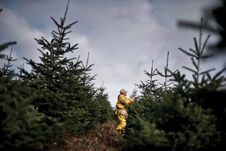 Climat: les forêts françaises, puits de carbone "en difficulté"