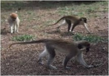 Mystère autour de babouins "traumatisés" dans un zoo néerlandais
