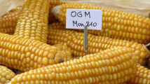 Hollande confirme la prolongation du moratoire" sur le maïs transgénique MON810