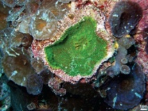Le corail "découvert" aux Gambier photographié par la biologiste Francesca Benzoni (F.Benzoni-Tara-Oceans)