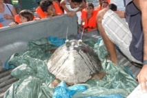 Ariti le 24 mai, renvoyée en mer avec ses balises satellite.