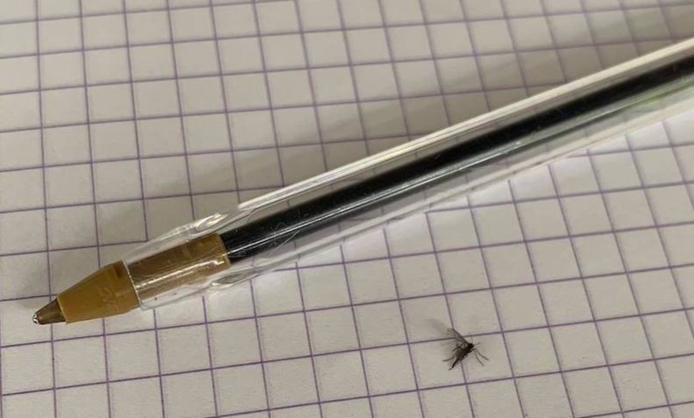 Un petit moucheron qui pose de gros problèmes aux Marquises ! Un petit moucheron qui pose de gros problèmes aux Marquises !