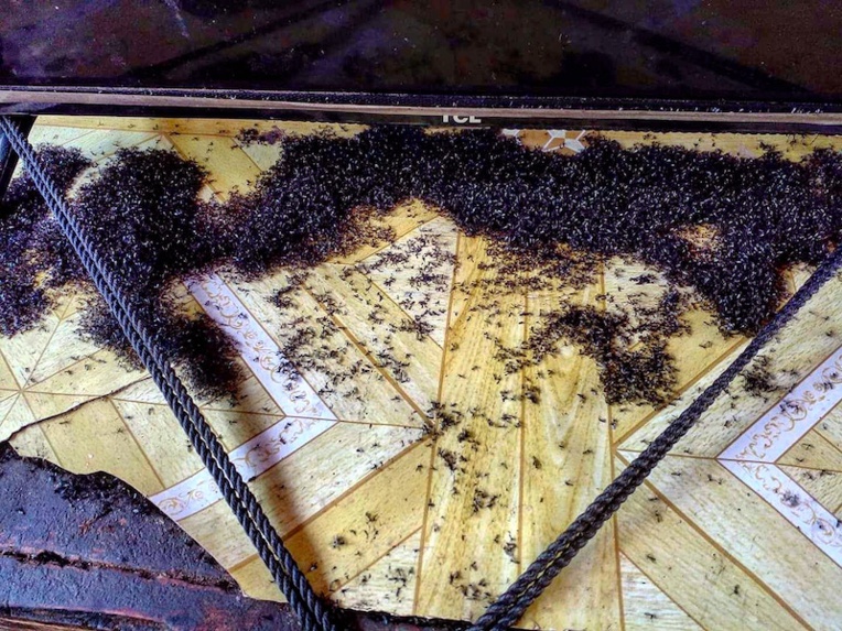 Un petit moucheron qui pose de gros problèmes aux Marquises ! Un petit moucheron qui pose de gros problèmes aux Marquises !