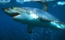 Un requin arrache le bras d'une touriste allemande à Hawaii