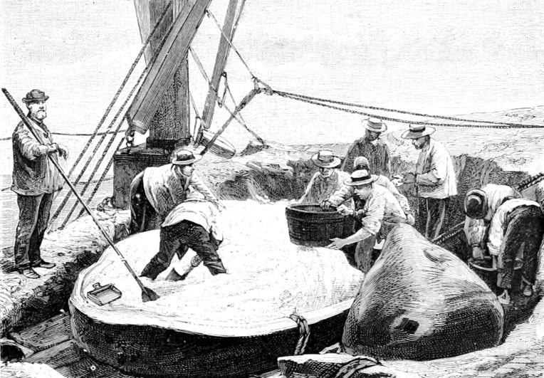 Contre des citrouilles et des pommes de terre, Watkins échangeait des dollars et surtout du rhum, boisson toujours abondante à bord des baleiniers.