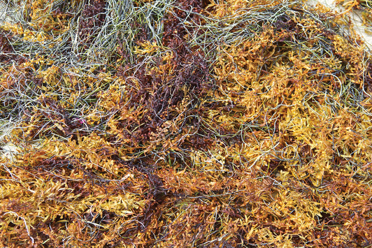 Un deuxième plan Sargasses d'ici fin 2021 Un deuxième plan Sargasses d'ici fin 2021