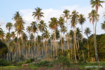 Un plan de développement durable pour la filière cocotier en Polynésie