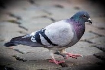 A Buenos Aires, des pigeons voyageurs pour le trafic de cannabis