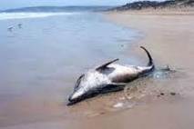 USA: la surmortalité des grands dauphins de l'Atlantique due à un virus