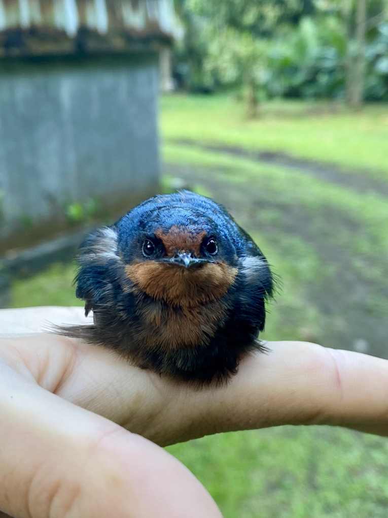 Crédit : Elizabeth Scordato et Amanda Hund. Crédit : Elizabeth Scordato et Amanda Hund.