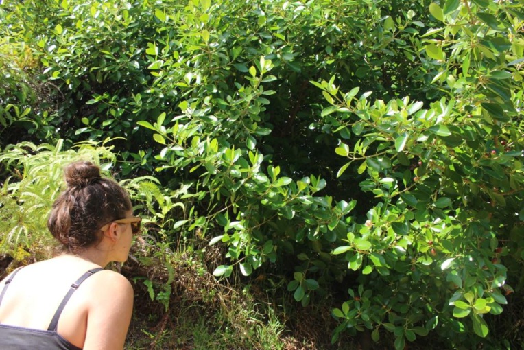 Maeva Devambe observe un jeune plant de Clusia minor. Maeva Devambe observe un jeune plant de Clusia minor.