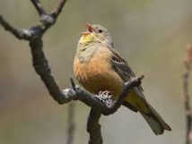 Landes : action des défenseurs des oiseaux contre la chasse à l'ortolan