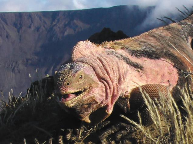 Premier recensement d'iguanes roses sur l'archipel des Galapagos