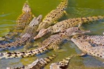 Crocodiles en série en Australie