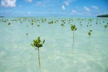 Les états insulaires du Pacifique s'inquiètent de la montée des eaux