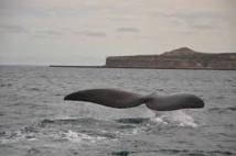 Les eaux territoriales de l'Uruguay, sanctuaire pour baleines et dauphins
