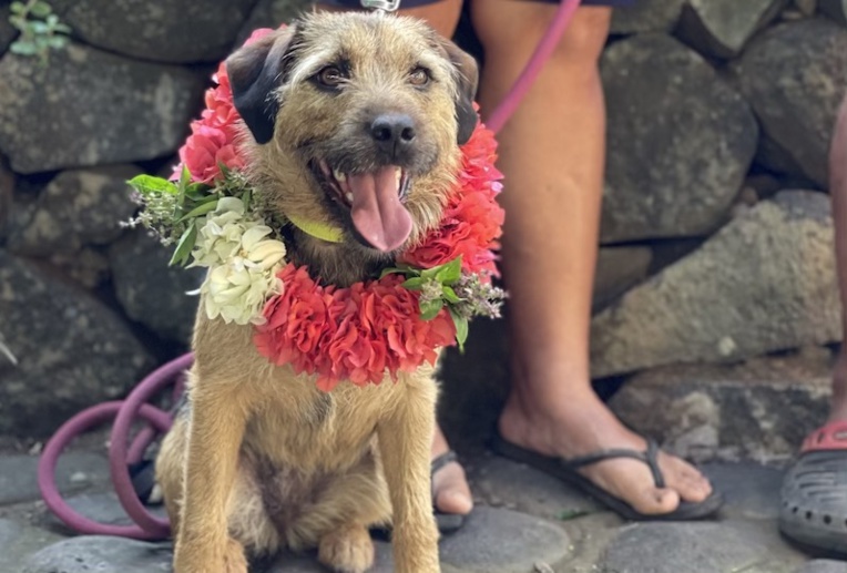 Tip à son arrivée sur l'île de Ua Huka. (© Association Vaiku'a) Tip à son arrivée sur l'île de Ua Huka. (© Association Vaiku'a)
