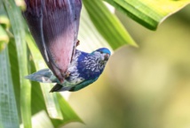 À Ua Huka, la biosécurité sous bonne garde À Ua Huka, la biosécurité sous bonne garde