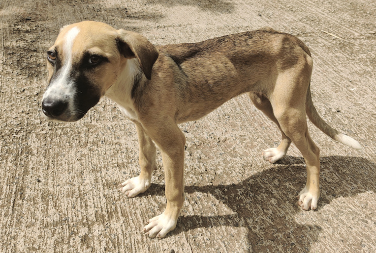 Il est courant de voir des chiens errants, abandonnés aux Marquises, comme partout en Polynésie. Il est courant de voir des chiens errants, abandonnés aux Marquises, comme partout en Polynésie.